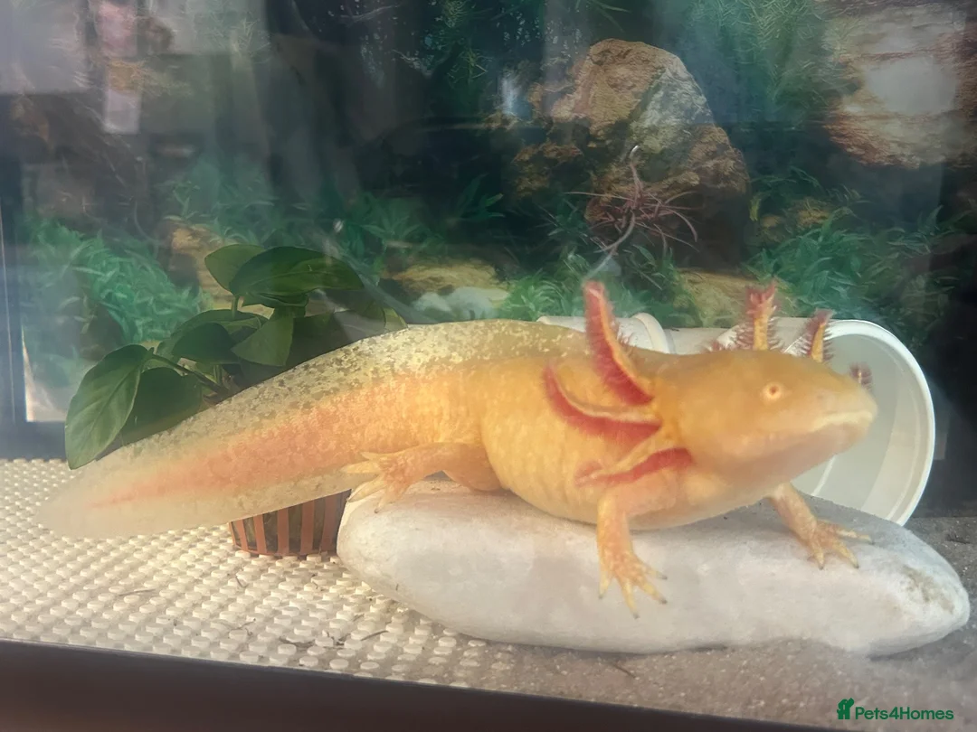 Axolotl reptiles for sale: 18 month old Golden axolotl  in Stourport-on-Severn - Advert 1