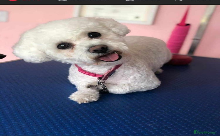 Bichon Frise dogs - Advert 1