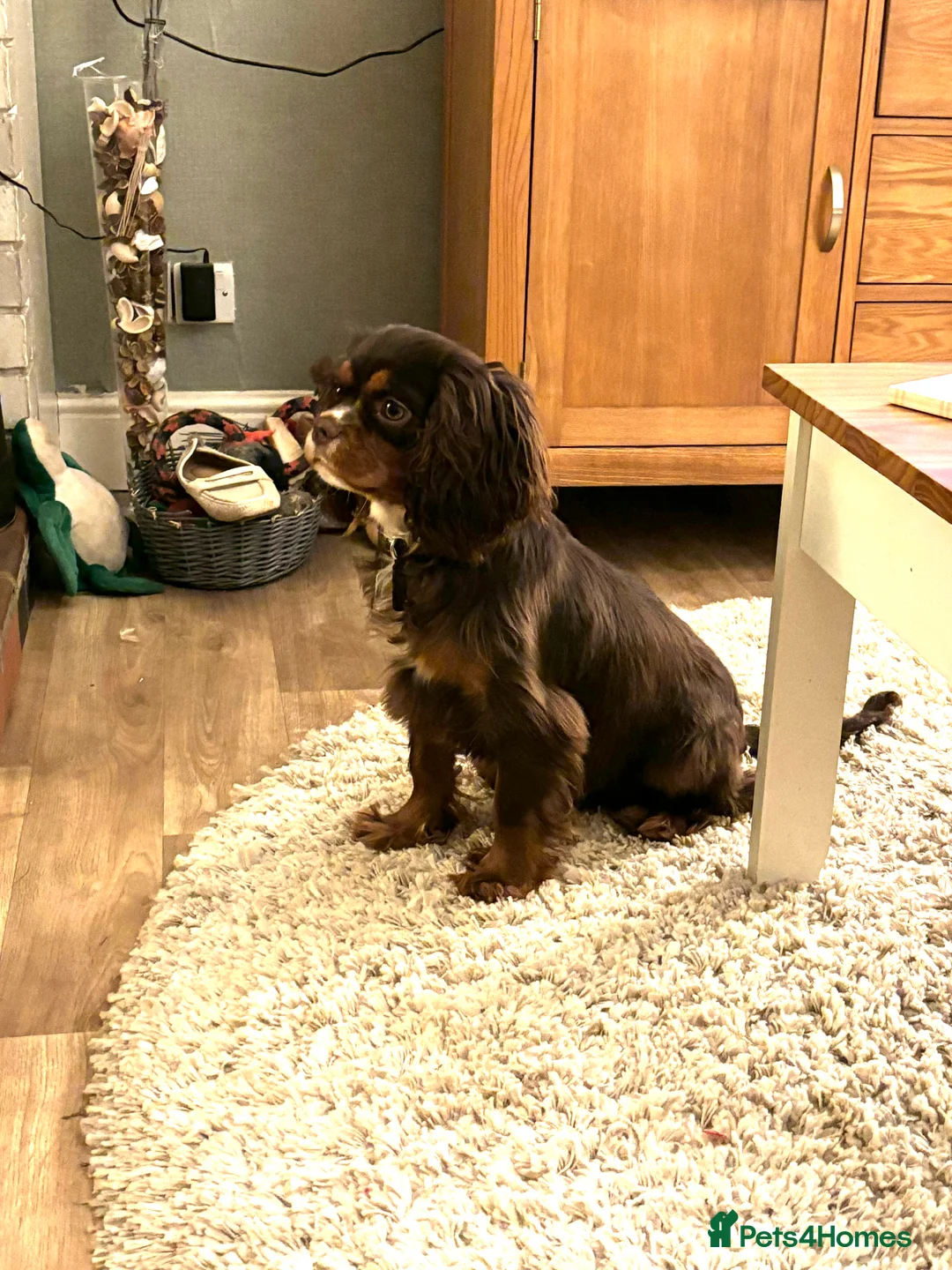 Cavalier King Charles Spaniel dogs for stud: THE BEST Looking CHOCOLATE🍫🐶 CAVALIER STUD - Advert 3