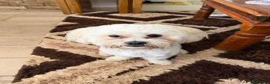 Bichon Frise 1