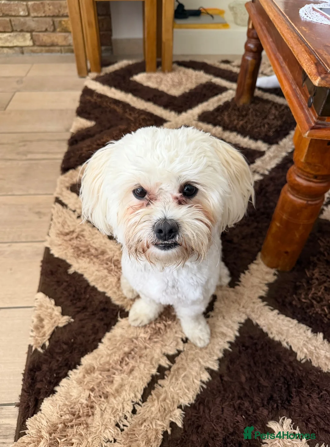 Bichon Frise dogs for sale: Leo - Bichon Frise - Advert 1