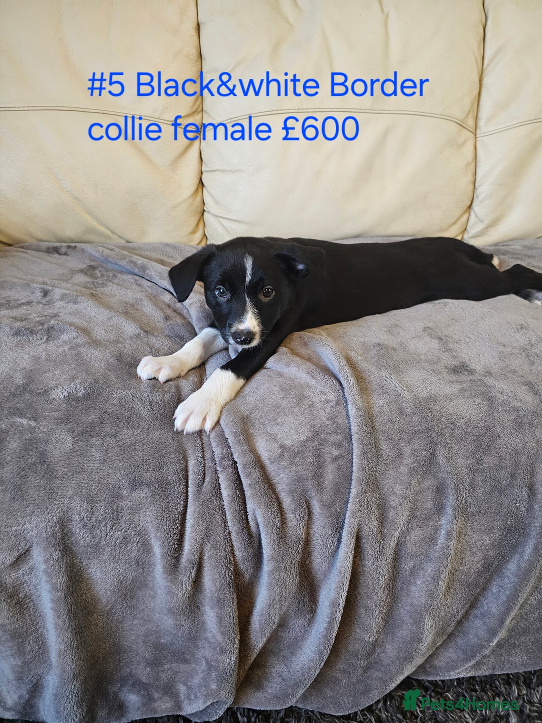 Border Collie dogs for sale: Blue merle&black&white puppies for sale  - Advert 15