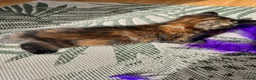 Ragdoll cats for sale: Mink Ragdoll x BSH Aqua Eyes adorable ready now! - Advert 18