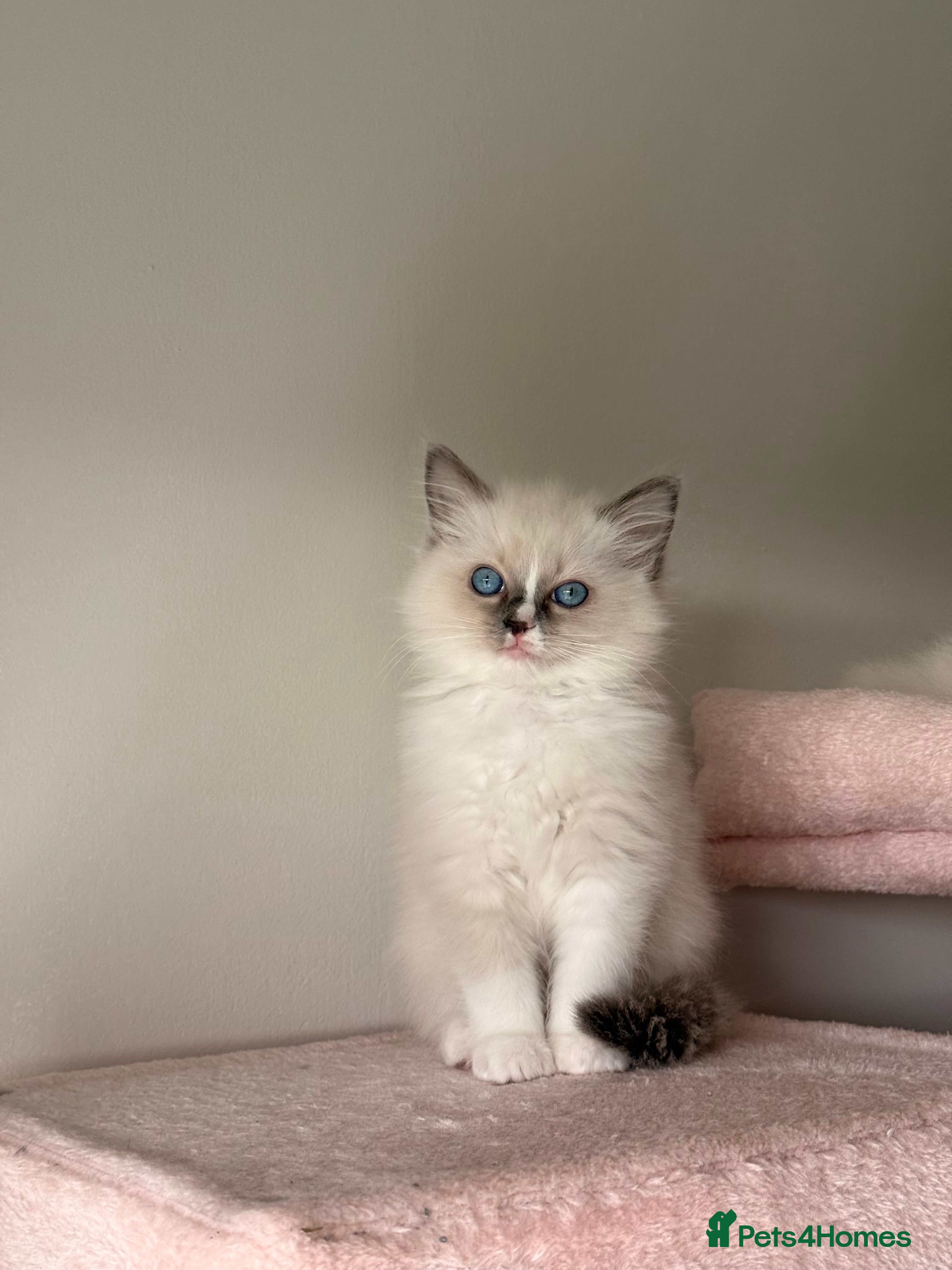 Ragdoll cats Purebred Ragdolls – FINAL GIRL 🍼 - Advert 15
