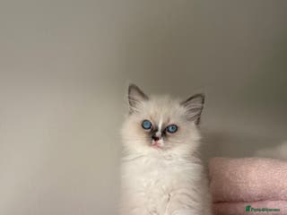 Ragdoll cats Purebred Ragdolls – FINAL GIRL 🍼 - Advert 16