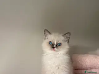 Ragdoll cats European purebred female Ragdoll - Advert 1