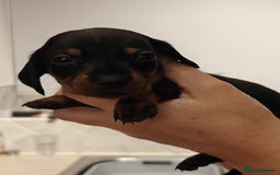 Miniature Dachshund dogs for sale: 4 miniature dachshund looking for forever homes  - Image 5