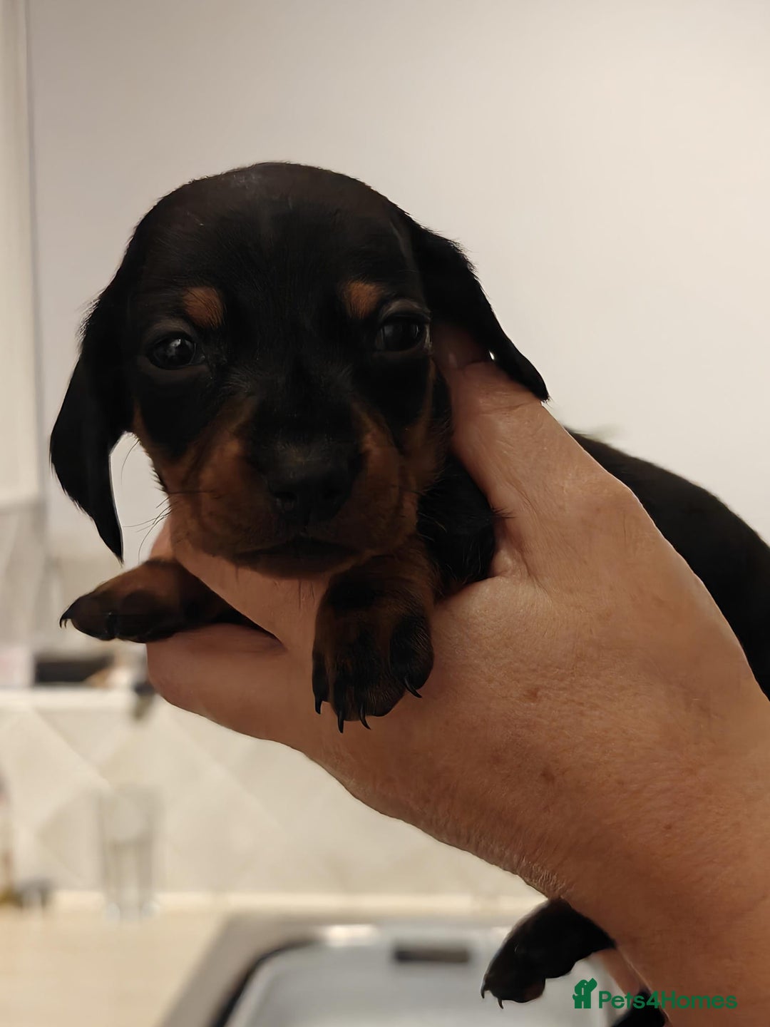 Miniature Dachshund dogs for sale: 4 miniature dachshund looking for forever homes  - Image 5