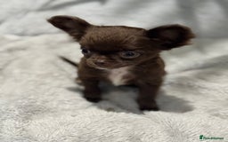 Chihuahua dogs for sale: KC REG TINY  CHIHUAHUAS  in Airdrie - Image 7