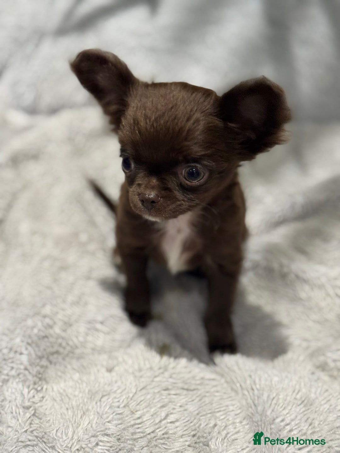 Chihuahua dogs for sale: KC REG TINY  CHIHUAHUAS  in Airdrie - Image 7