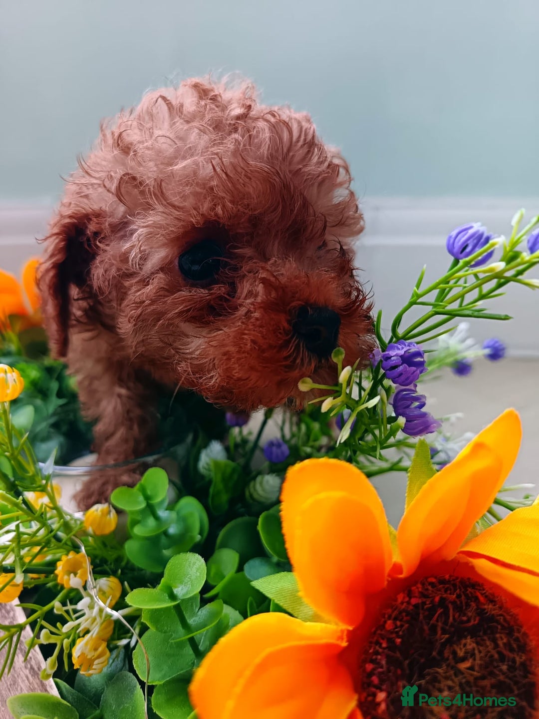 Toy Poodle dogs for sale: Toy Poodles from k.c.registered DNA tested parents - Image 13