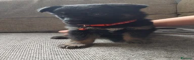 German Shepherd 2