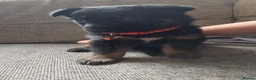 German Shepherd dogs for sale: Beautiful German shepherd puppies  - Advert 4