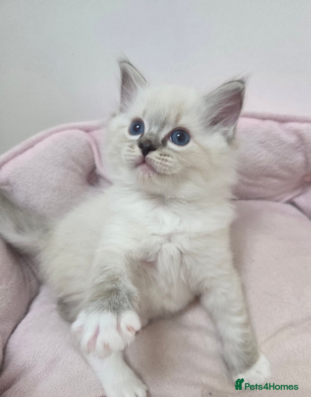 Ragdoll cats for sale: Stunning Ragdoll kitten - Advert 11