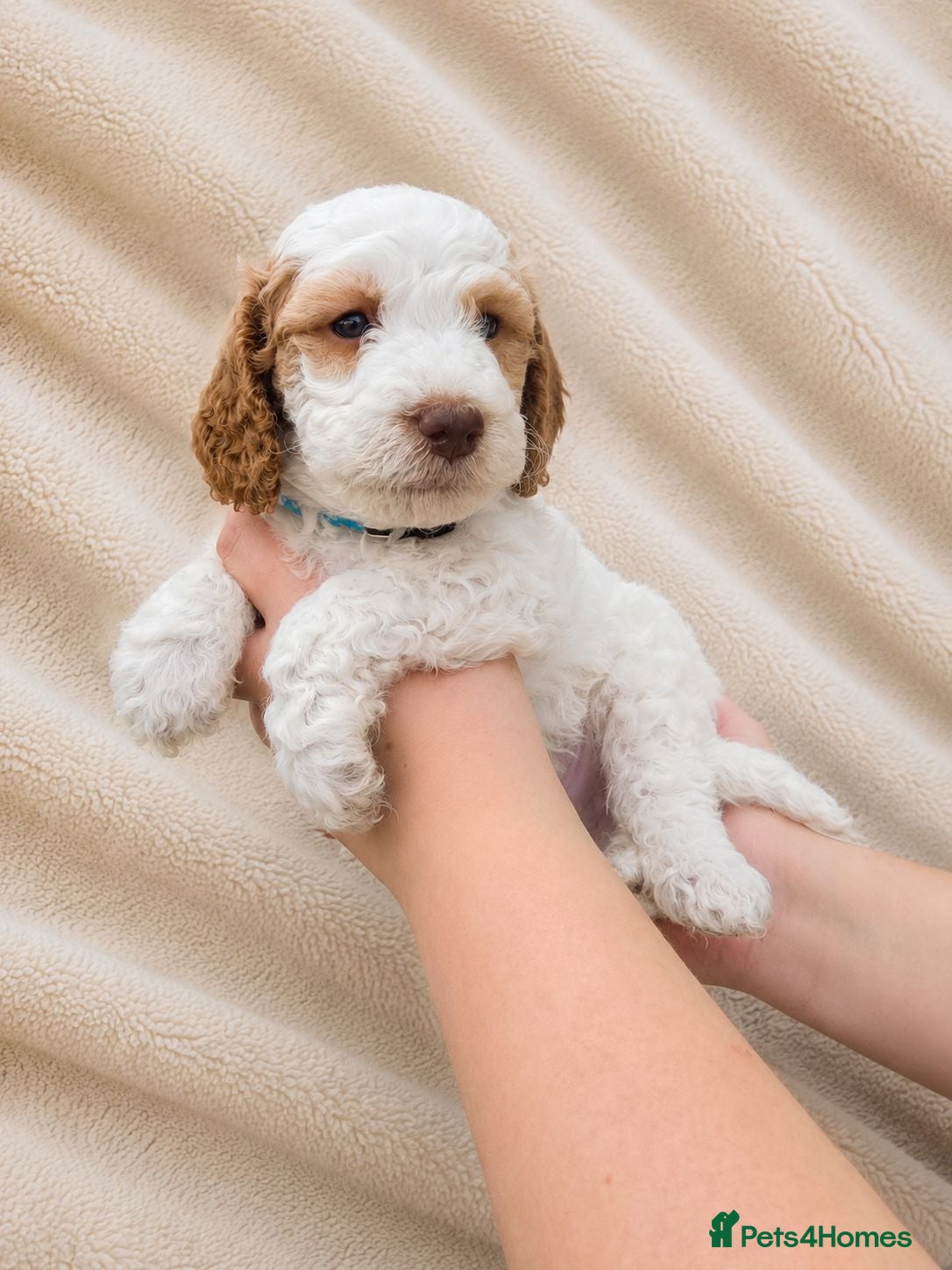 Cockapoo dogs Blue Apricots Parti Most loved Cockapoo Puppies - Advert 2