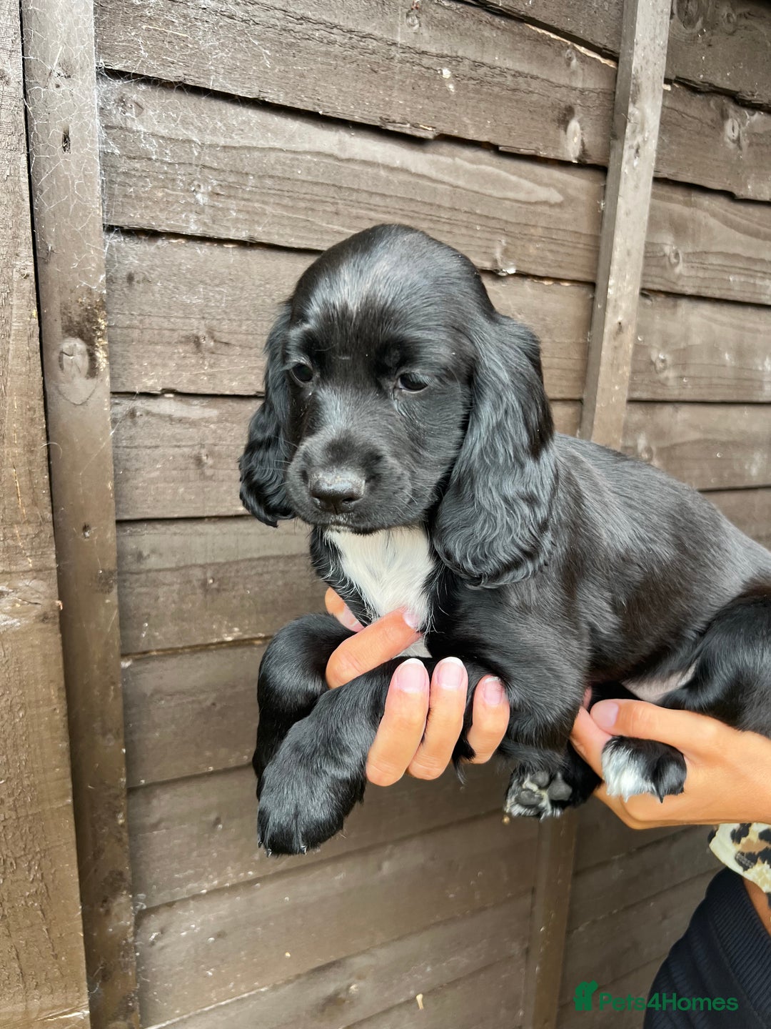 Cocker Spaniel dogs for sale: Cocker spaniel female puppies  - Image 4