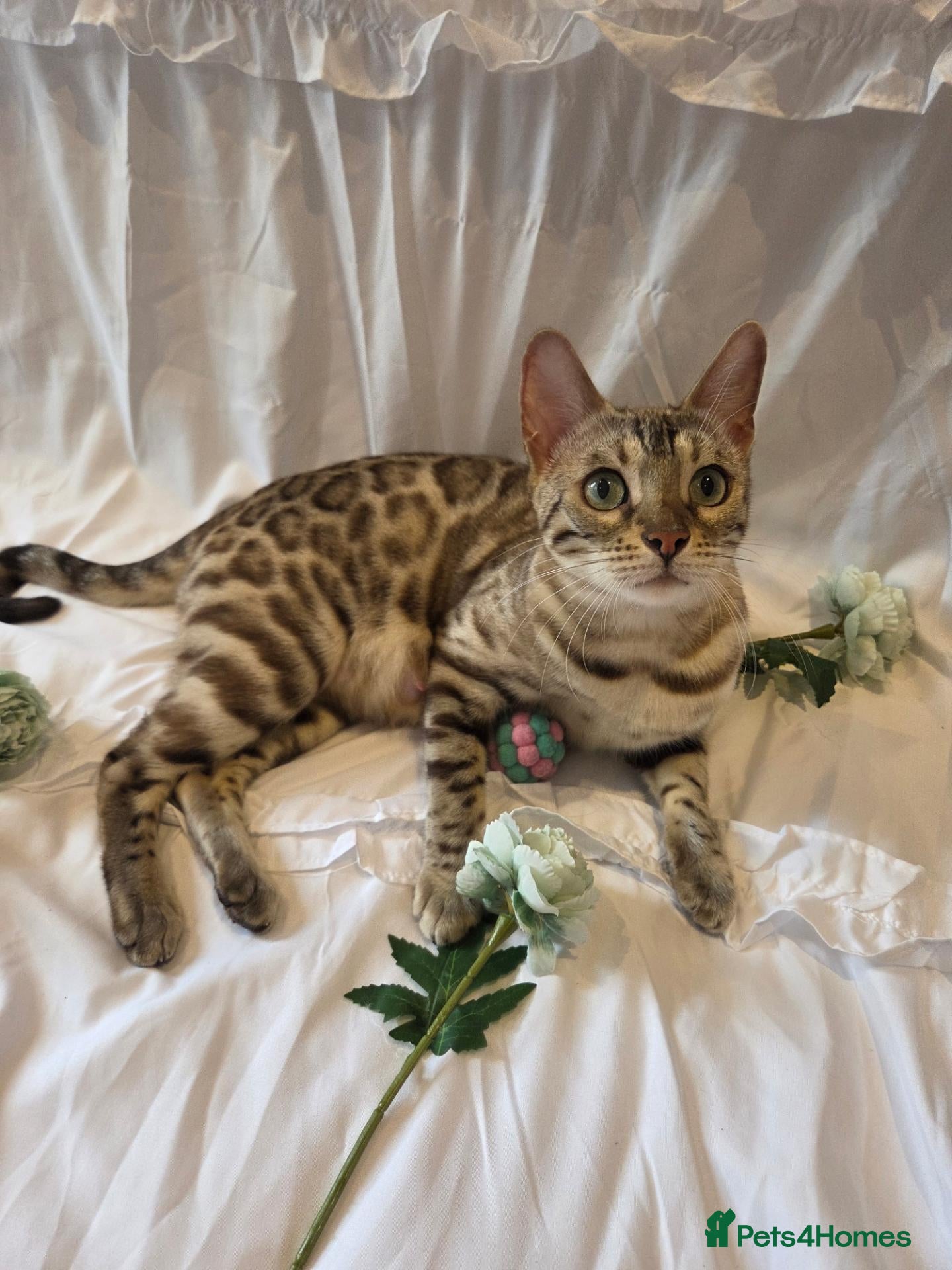 Bengal cats for sale: Stunning Bengal Kittens – Reservations Now Open🐆 - Advert 2
