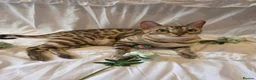 Bengal cats for sale: Stunning Bengal Kittens – Reservations Now Open🐆 - Advert 2