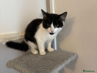 Ragdoll cats Black white mixed ragdoll - Advert 1