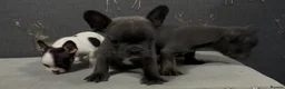 French Bulldog dogs for sale: 2 blue frenchies ready to leave on Friday  - Advert 8