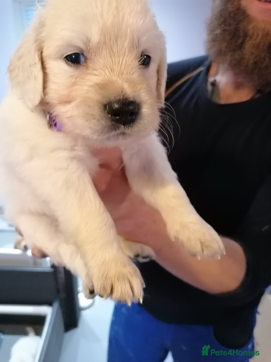 Golden Retriever dogs for sale: Championship line KC Golden Retriever puppies - Image 3