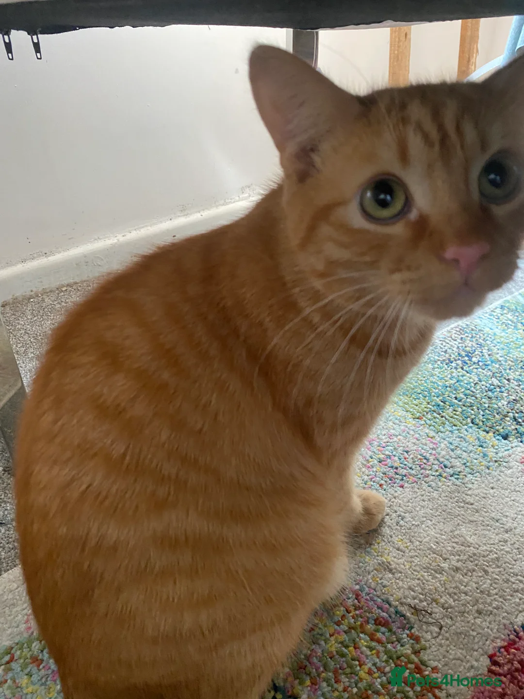 Mixed Breed cats for sale: 7 months microchipped male ginger mixed kitten - Advert 4