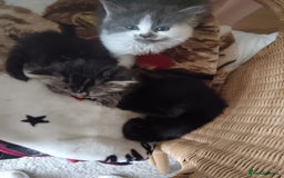 Mixed Breed cats for sale: 3 x gorgeous kittens available  - Image 5