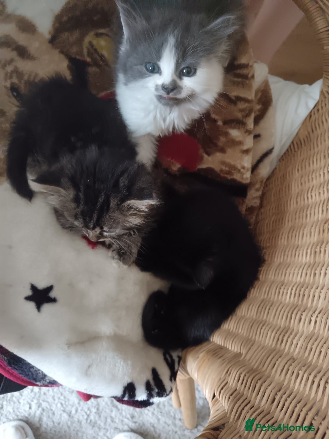 Mixed Breed cats for sale: 3 x gorgeous kittens available  - Image 5