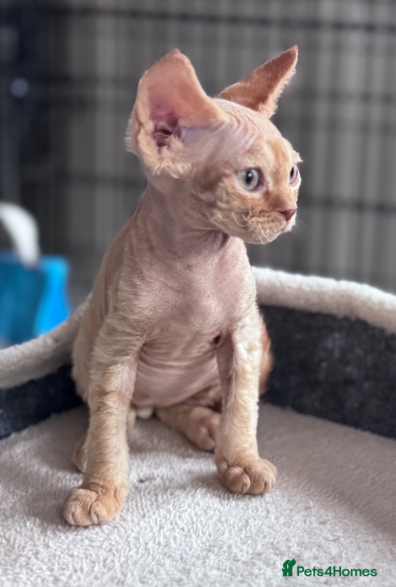 Devon Rex cats Pedigree Devon Rex Kittens  - Advert 8