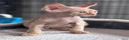 Devon Rex cats for sale: Pedigree Devon Rex Kittens  - Advert 4