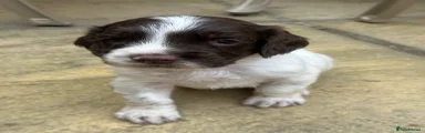 English Springer Spaniel 3