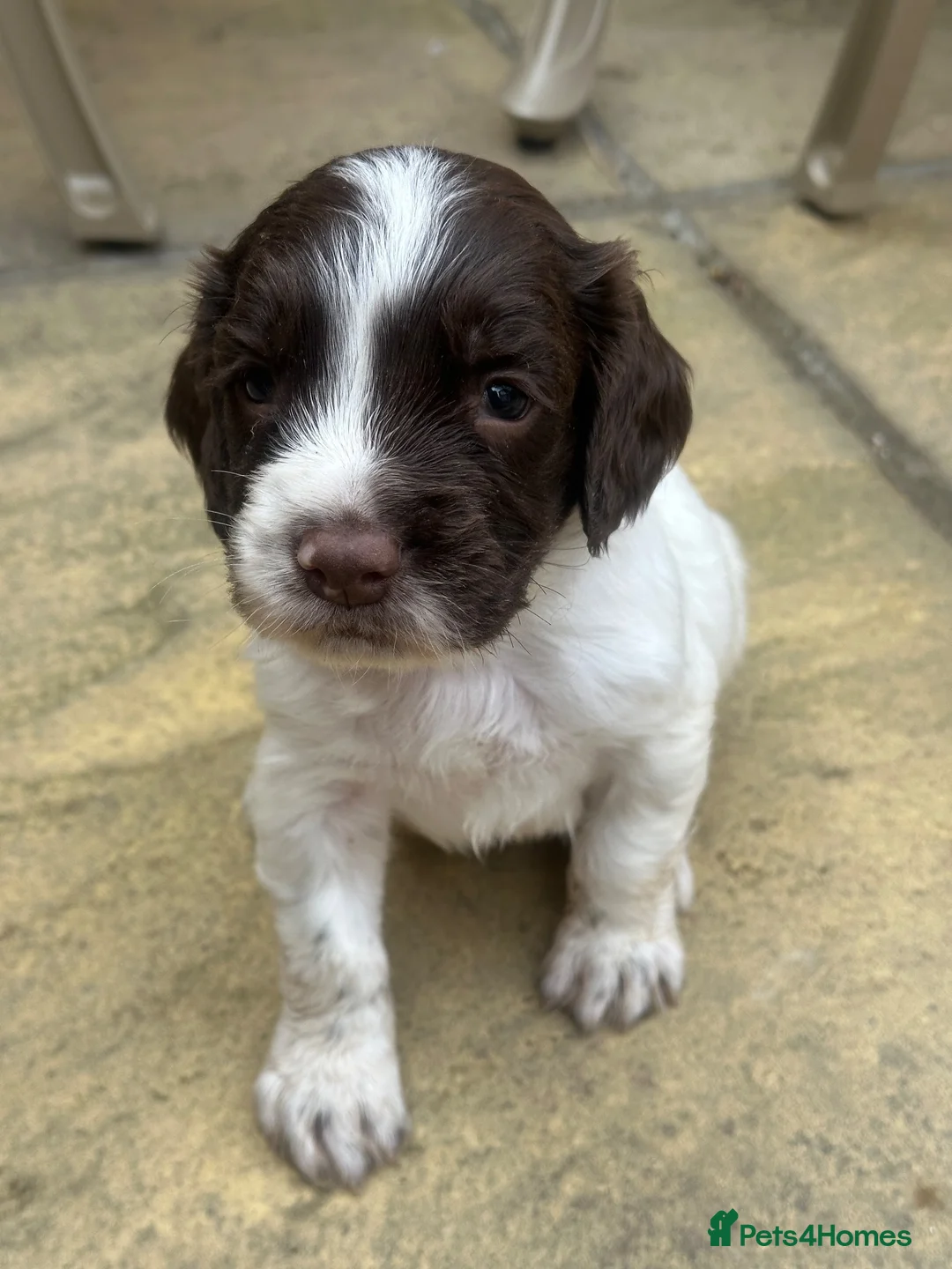 English Springer Spaniel dogs for sale: KC Registered working springer spaniels - Advert 2