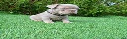 French Bulldog dogs for sale: Gorgeous French Bulldog Puppies  - Advert 30