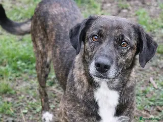 Mixed Breed dogs LOLA – Gentle Soul, Bright Eyes & Pure Devotion🤍 - Advert 1