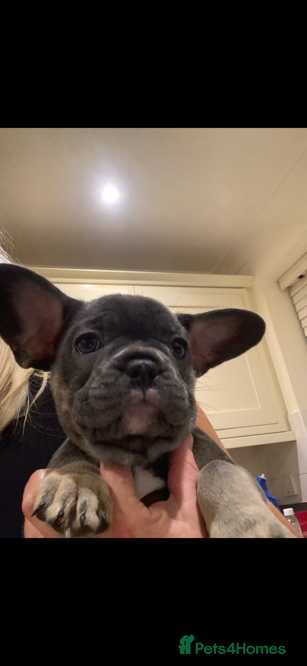 French Bulldog dogs for sale: Beautiful French Bulldogs  - Advert 15