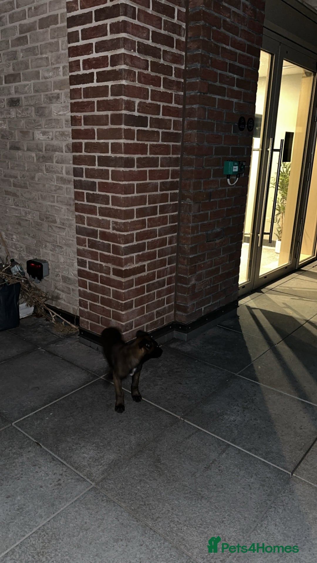 Belgian Shepherd Dog dogs for sale: Belgium malanios puppy for sale  - Image 7