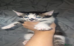 Bengal cats for sale: Stunning blue eye Bengal mix kittens  - Image 3