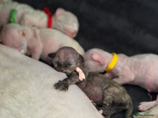 Devon Rex cats Devon Rex kittens 💙🩷🩷🩷 - Advert 2