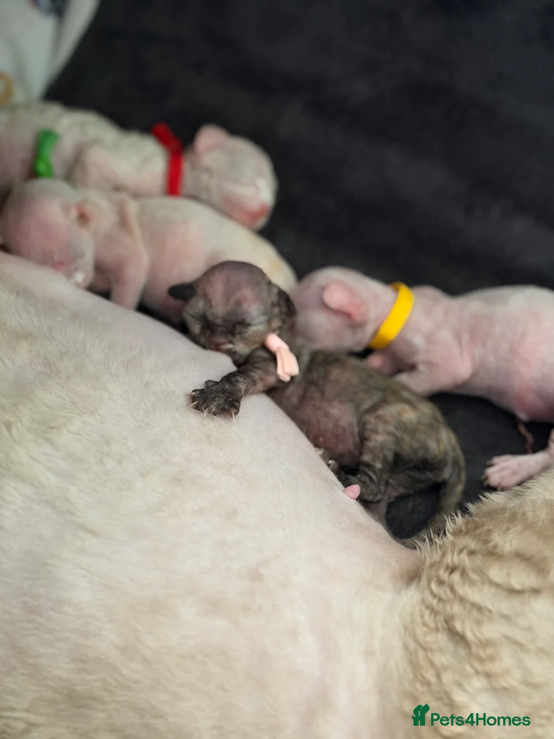 Devon Rex cats for sale: 🐾Adorable Devon Rex Kittens 🐾🌸 - Advert 7