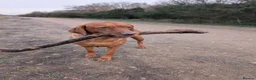 Labrador Retriever dogs for sale: KC Registered Fox Red Labrador Puppies. Due 7/7/26 in Doncaster - Advert 2