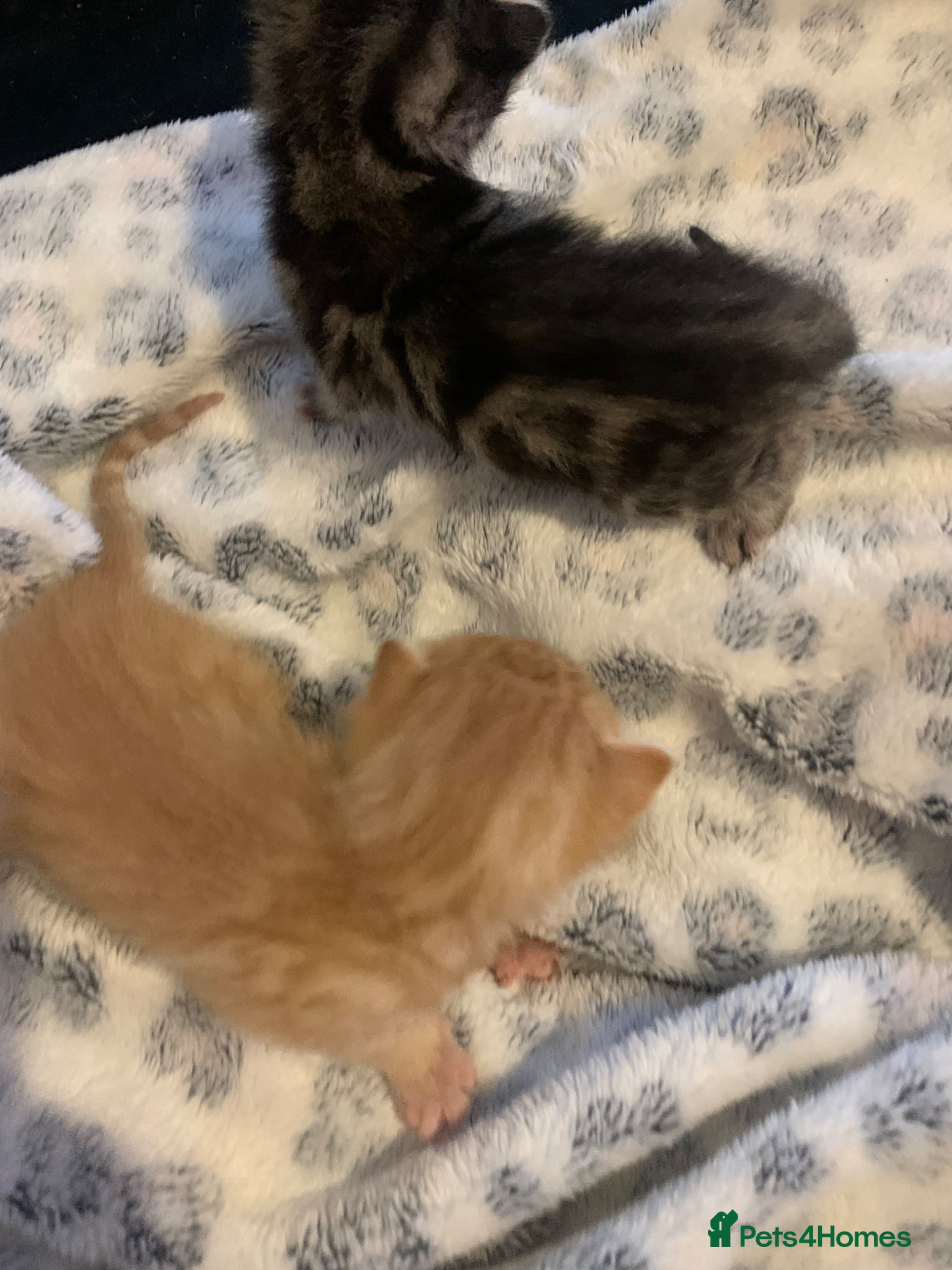 Mixed Breed cats beautiful ginger mixed kittens - Advert 15