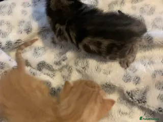 Mixed Breed cats beautiful ginger mixed kittens - Advert 15