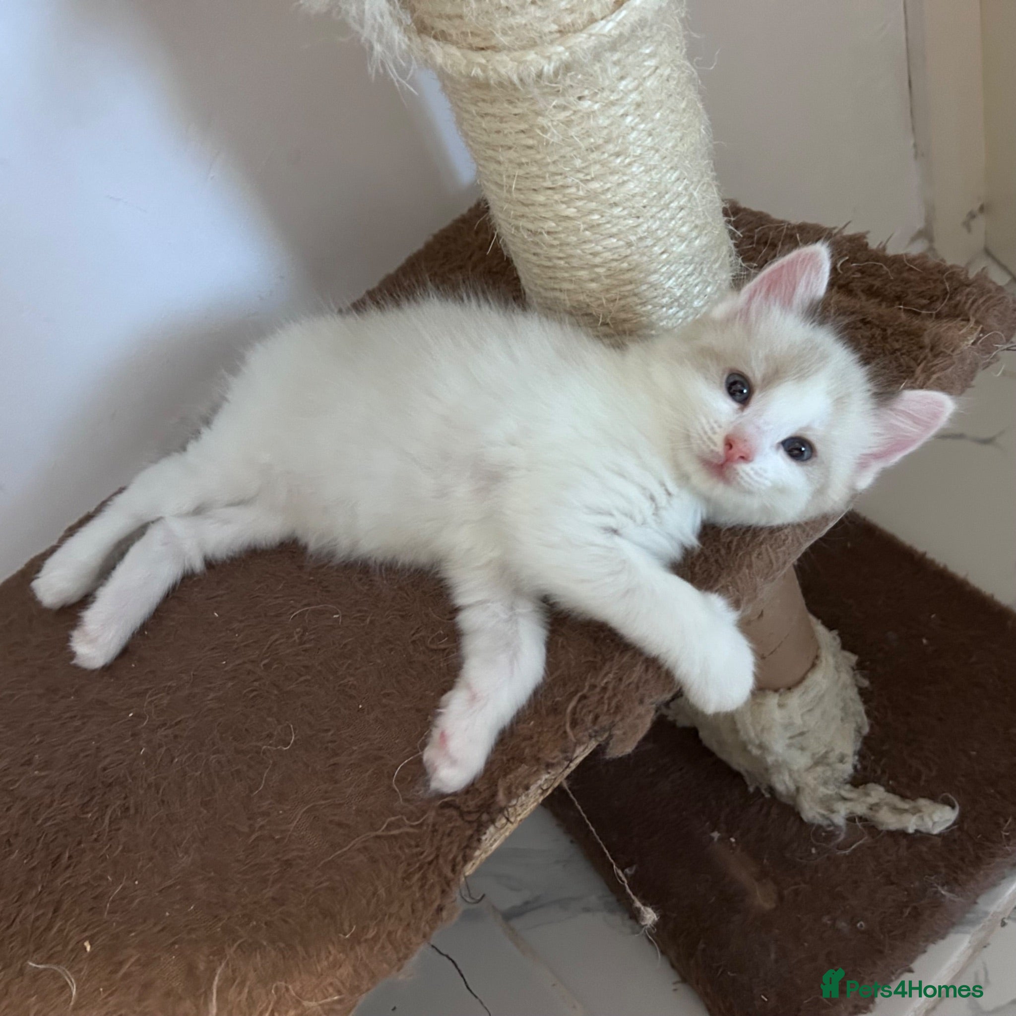 Ragdoll cats Stunning Ragdoll kittens💙&🩷 - Advert 11