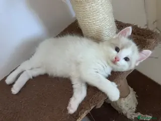 Ragdoll cats Stunning Ragdoll kittens💙&🩷 - Advert 11