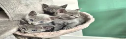Russian Blue cats for sale: 1 boy and 1 girl Russian Blue - Advert 12