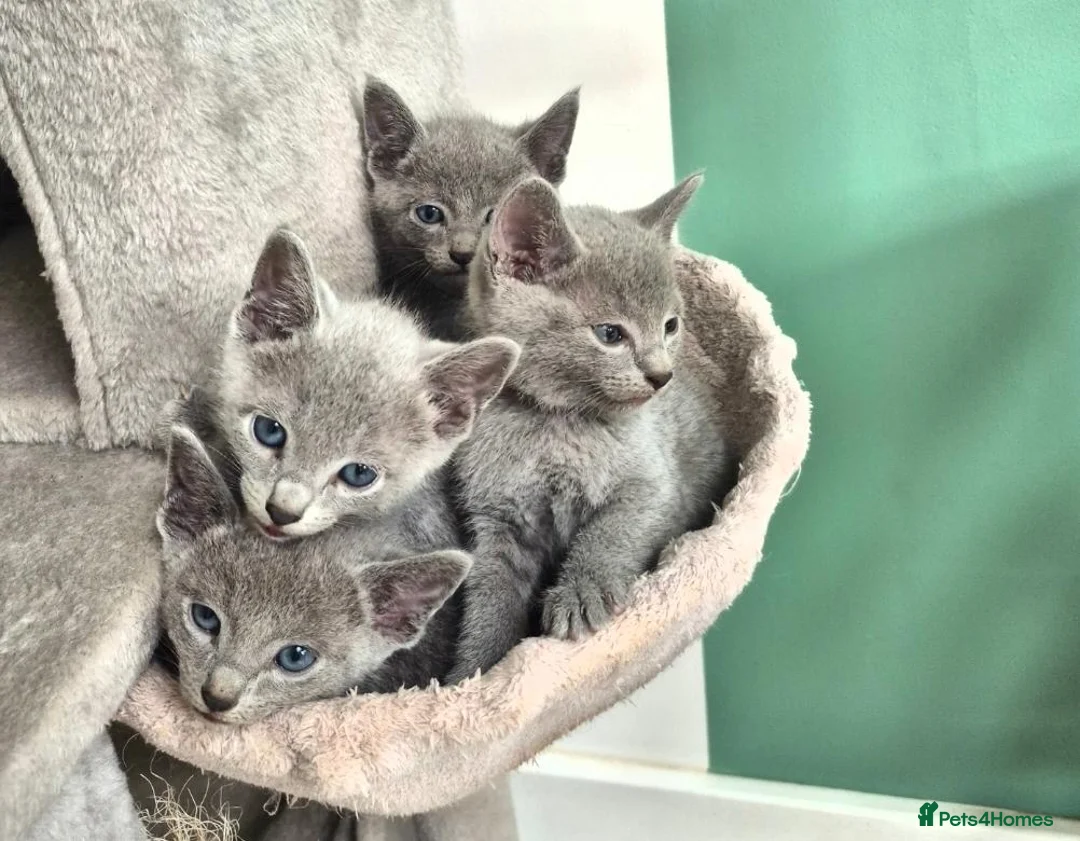 Russian Blue cats for sale: 1 boy and 1 girl Russian Blue - Advert 12