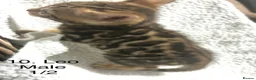 Bengal cats for sale: Full & Half Breed Bengal Kittens  - Advert 23