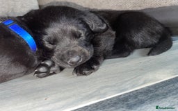 Mixed Breed dogs for sale: YOUR NEW BEST FRIEND IS WAITING!  - Image 19