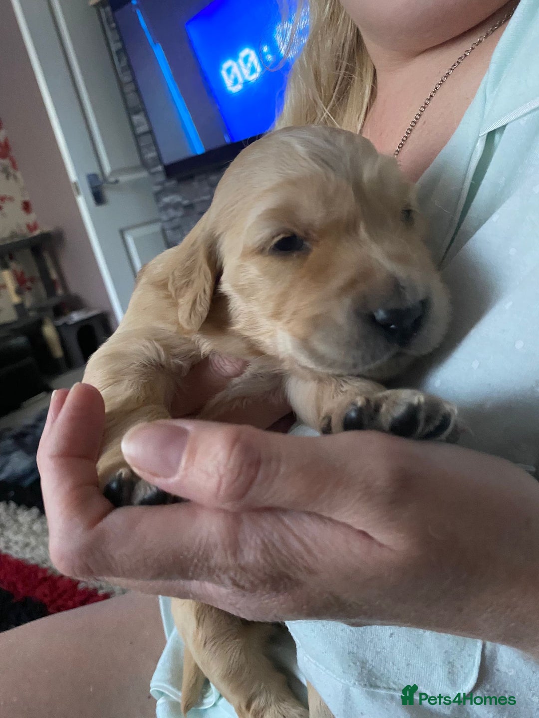 Golden Retriever dogs for sale: 5 gorgeous goldens left! - Image 16