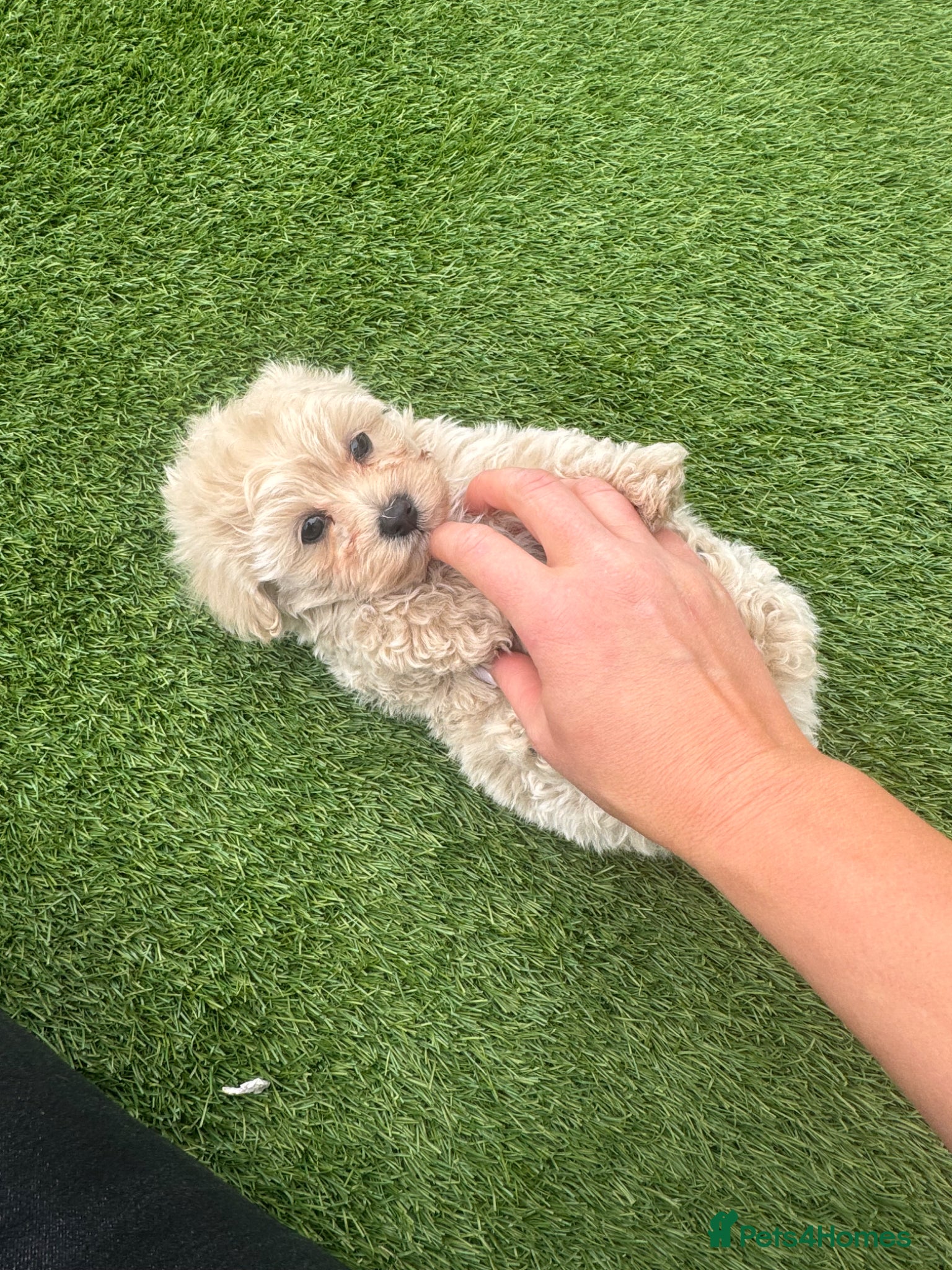 Maltipoo dogs Beautiful cream Asian Maltipoo beautiful small 💙 - Advert 3
